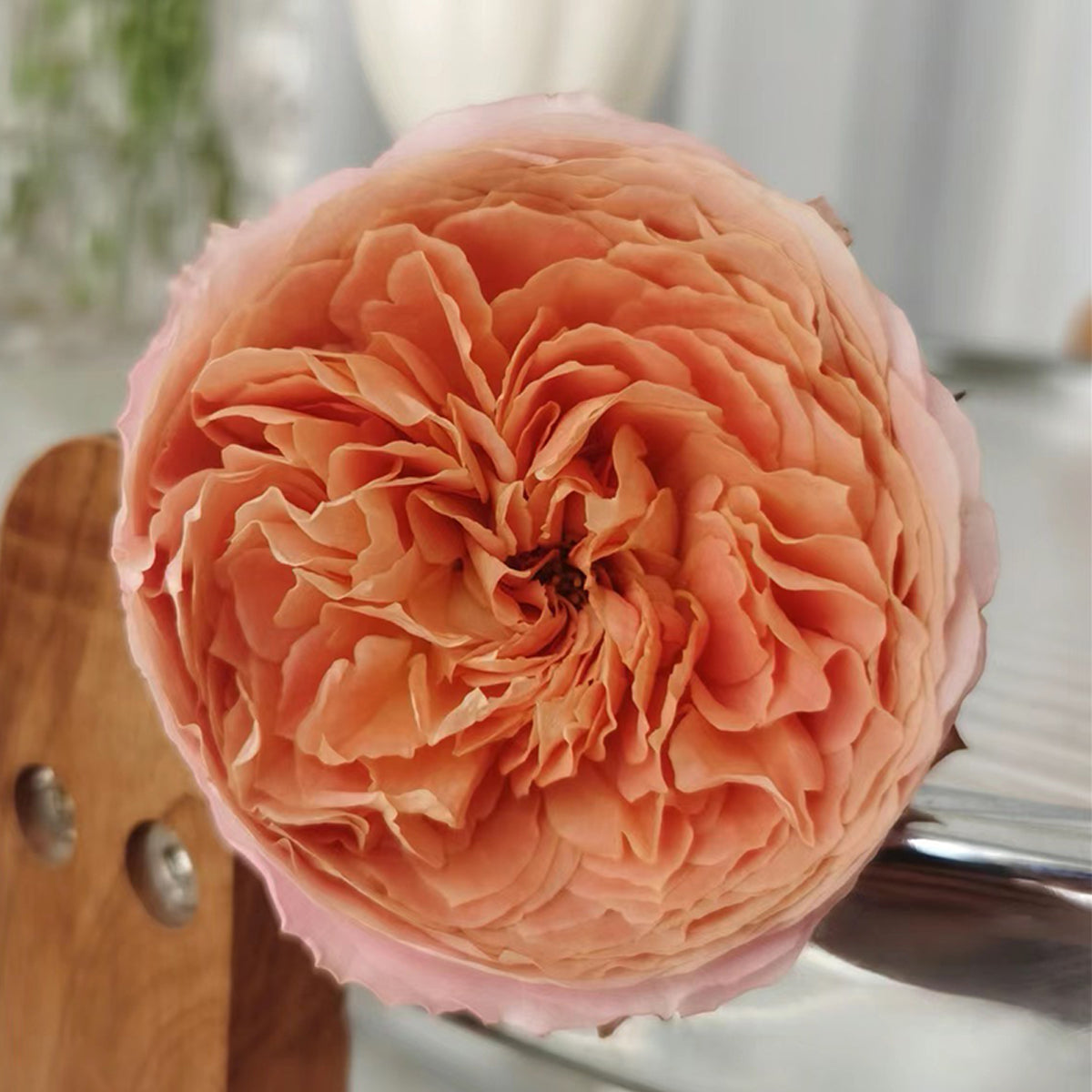 Romantic Antike German Florist Shrub Rose