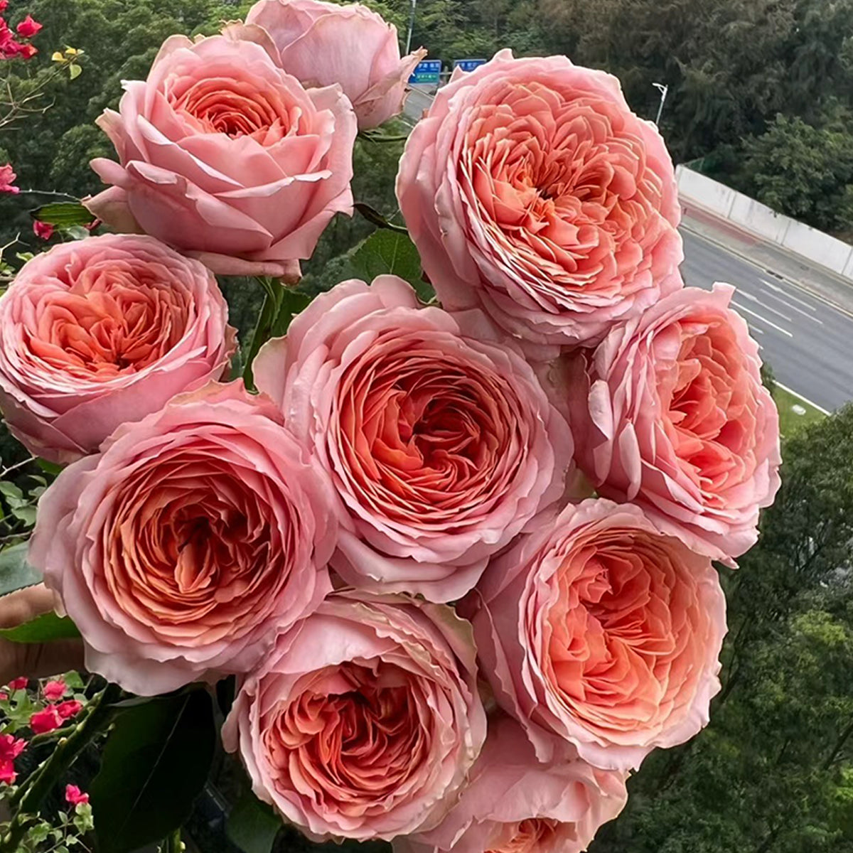 Romantic Antike German Florist Shrub Rose
