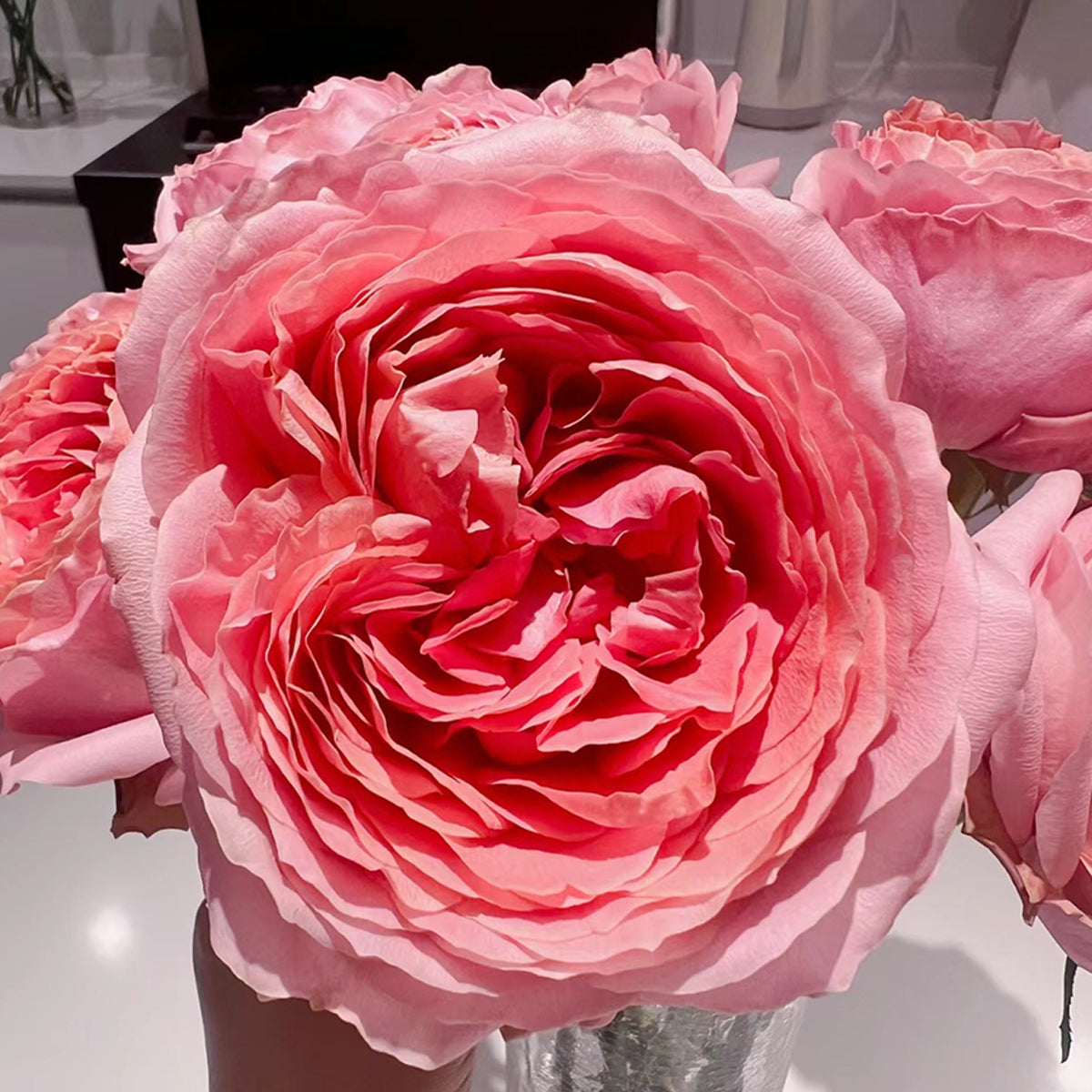 Romantic Antike German Florist Shrub Rose