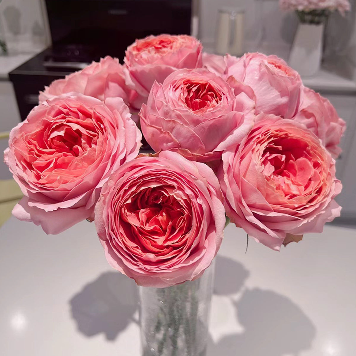 Romantic Antike German Florist Shrub Rose