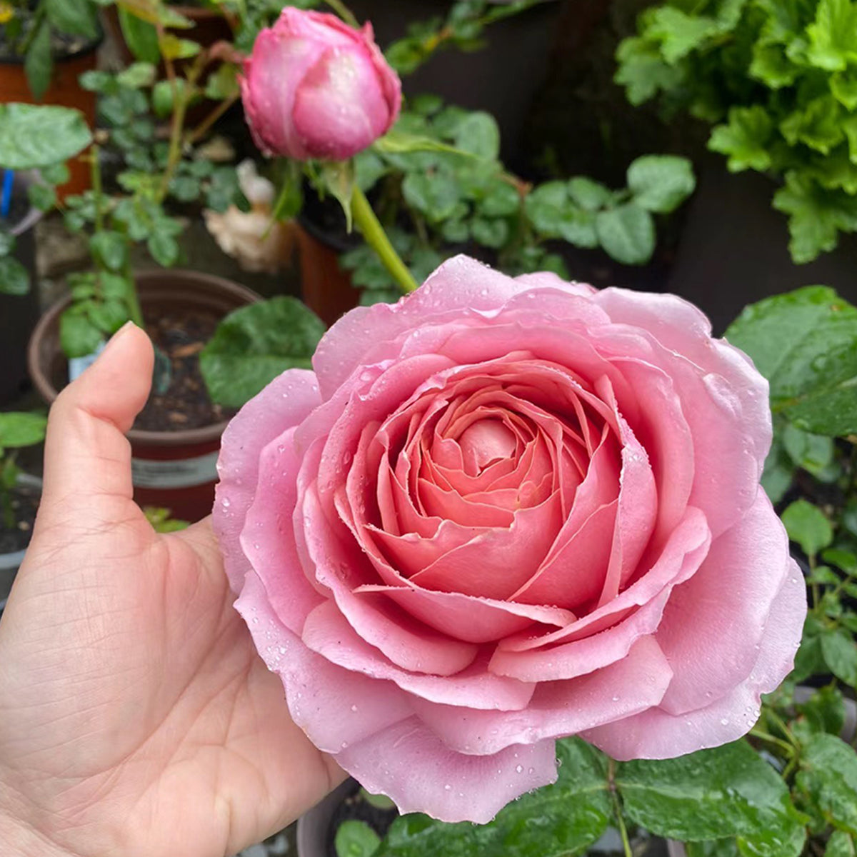 Romantic Antike German Florist Shrub Rose