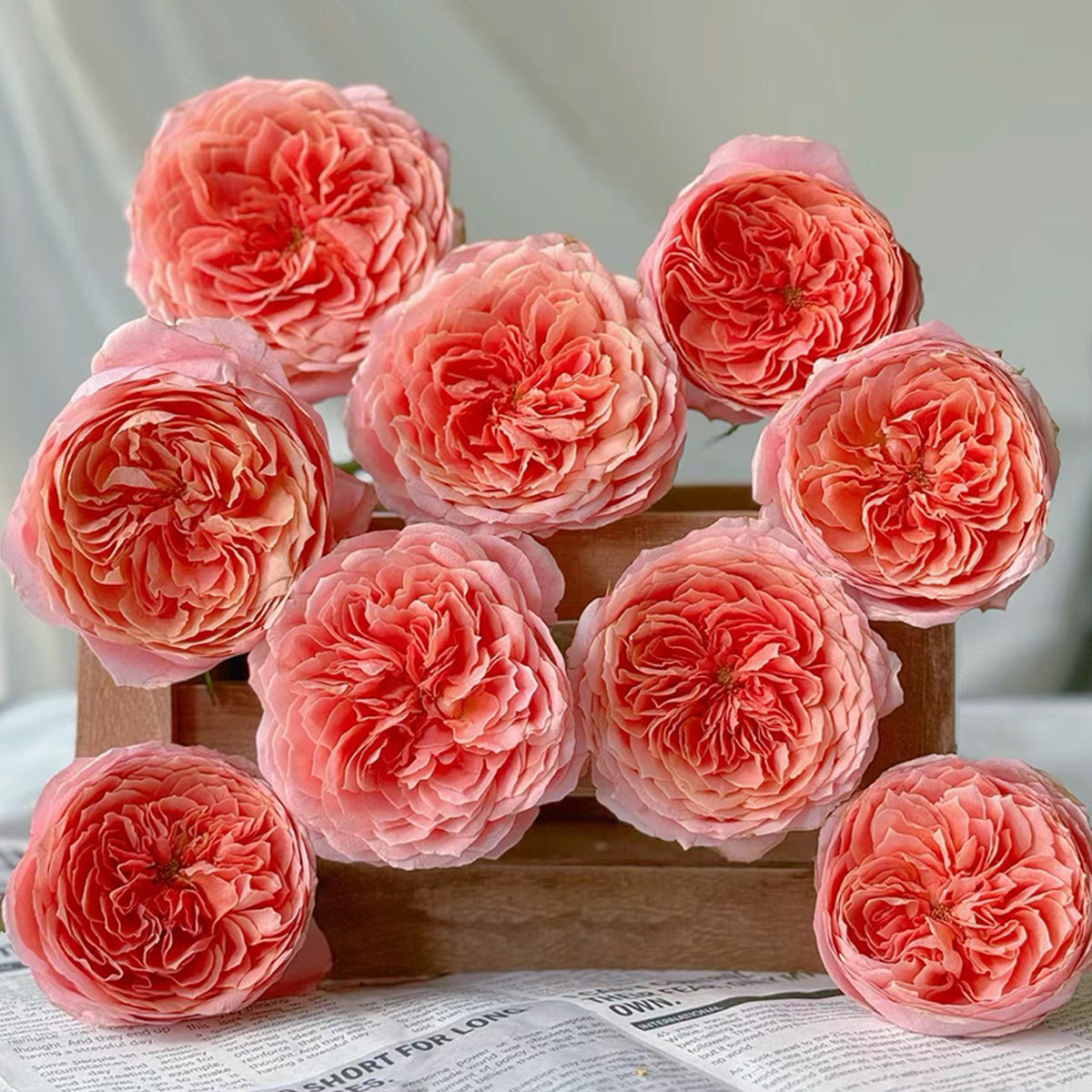 Romantic Antike German Florist Shrub Rose