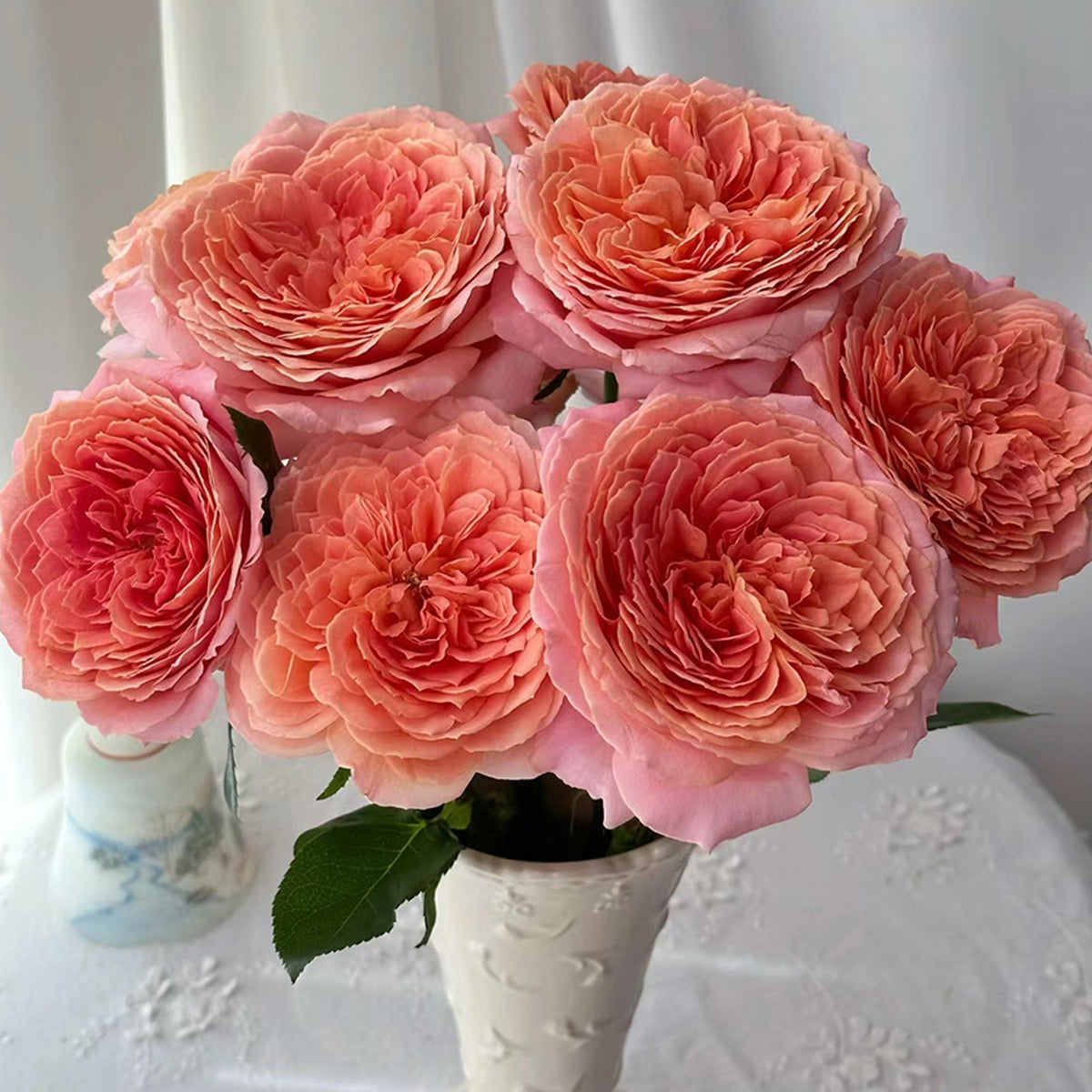 Romantic Antike German Florist Shrub Rose