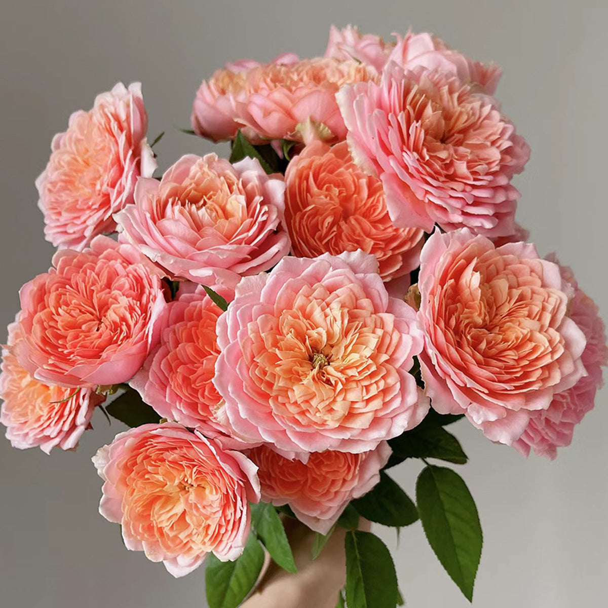 Romantic Antike German Florist Shrub Rose
