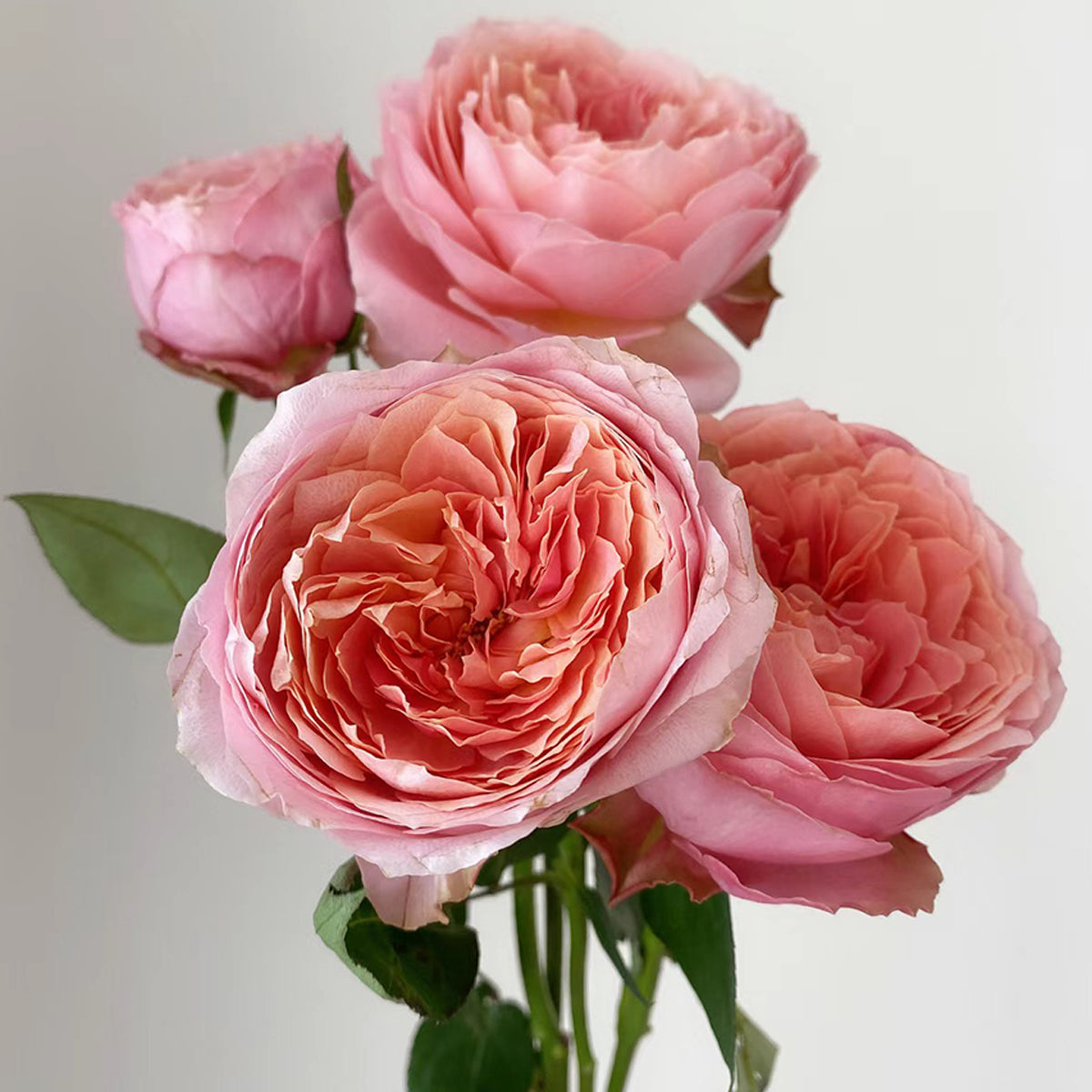 Romantic Antike German Florist Shrub Rose