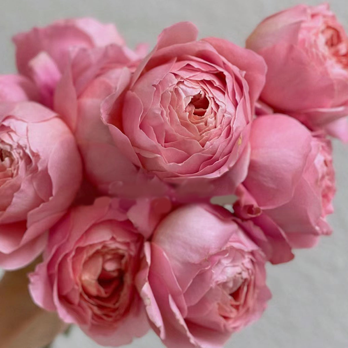 Romantic Antike German Florist Shrub Rose