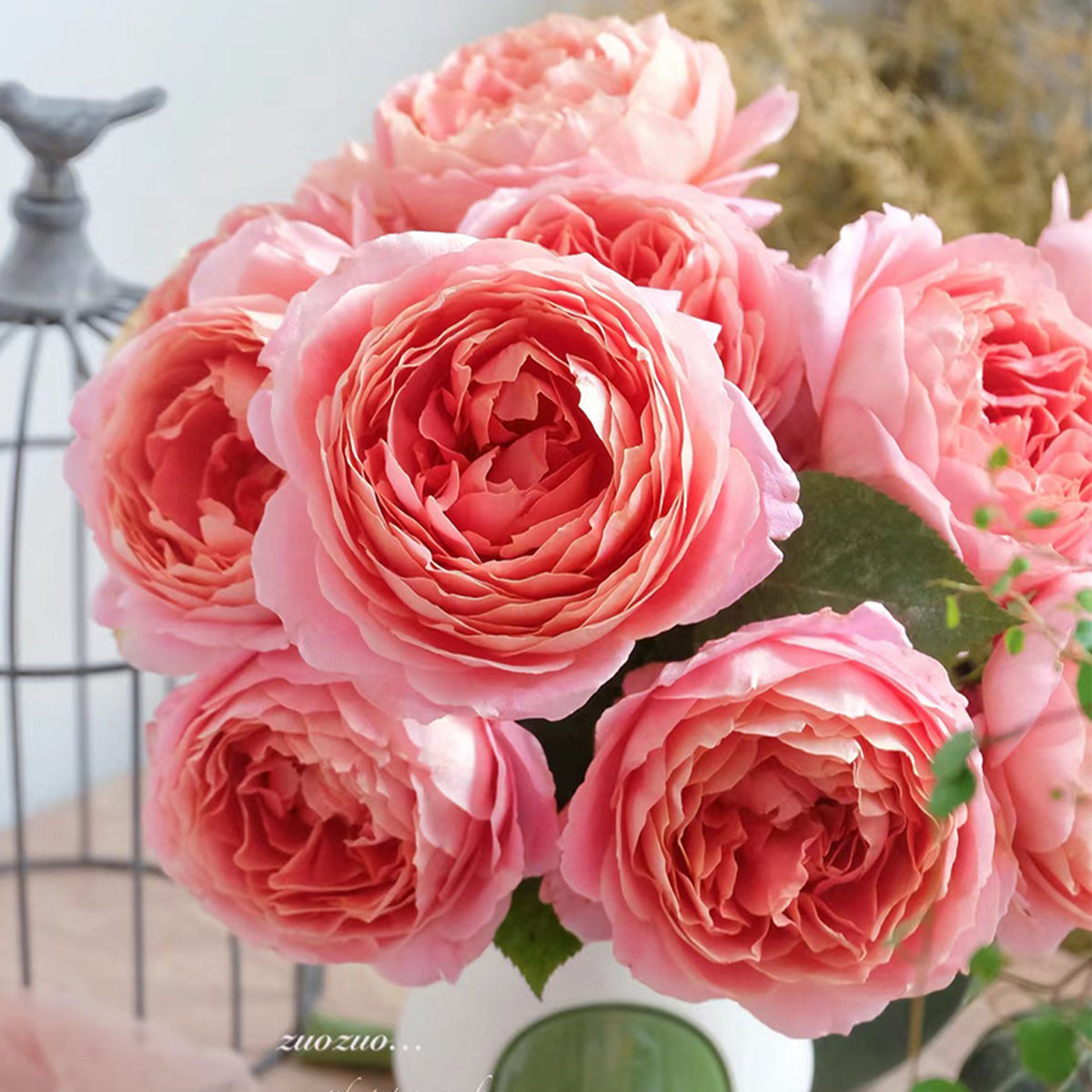 Romantic Antike German Florist Shrub Rose