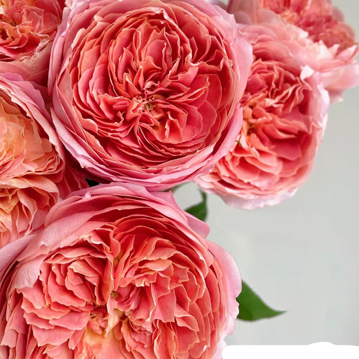 Romantic Antike German Florist Shrub Rose