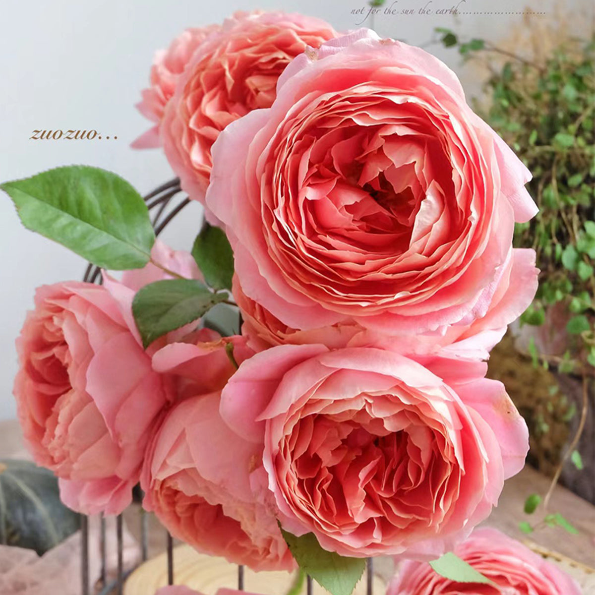 Romantic Antike German Florist Shrub Rose