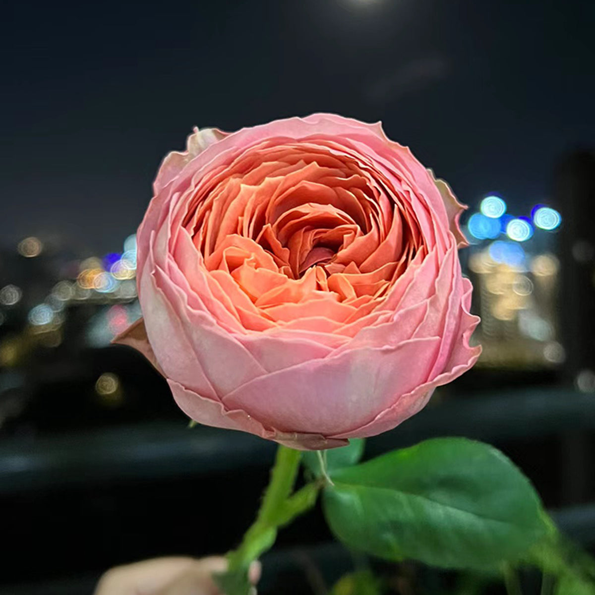 Romantic Antike German Florist Shrub Rose