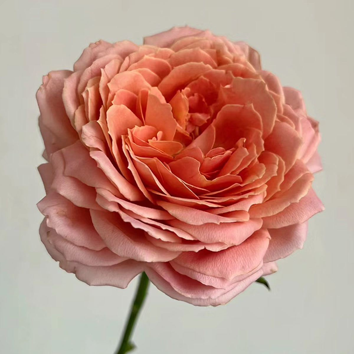 Romantic Antike German Florist Shrub Rose