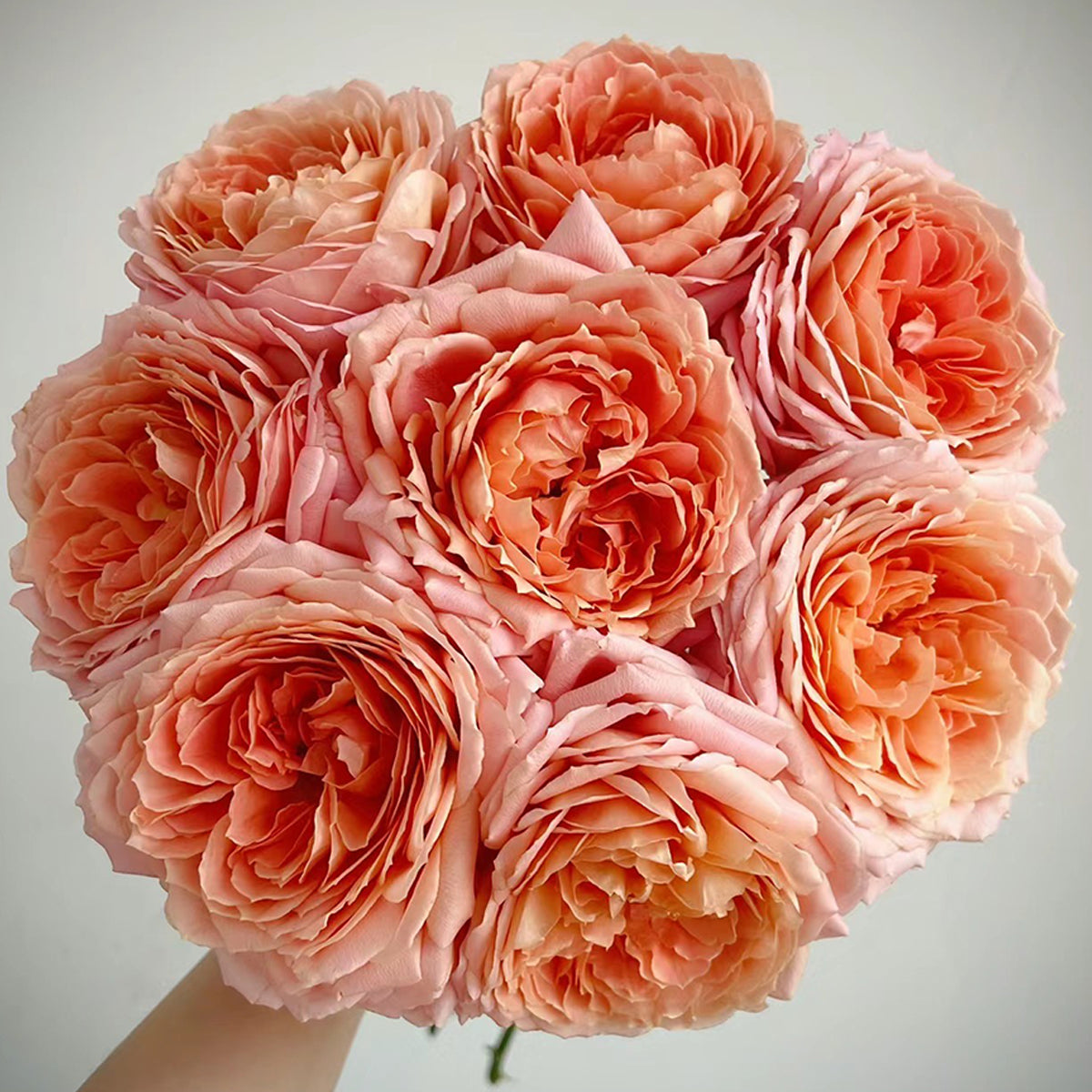 Romantic Antike German Florist Shrub Rose
