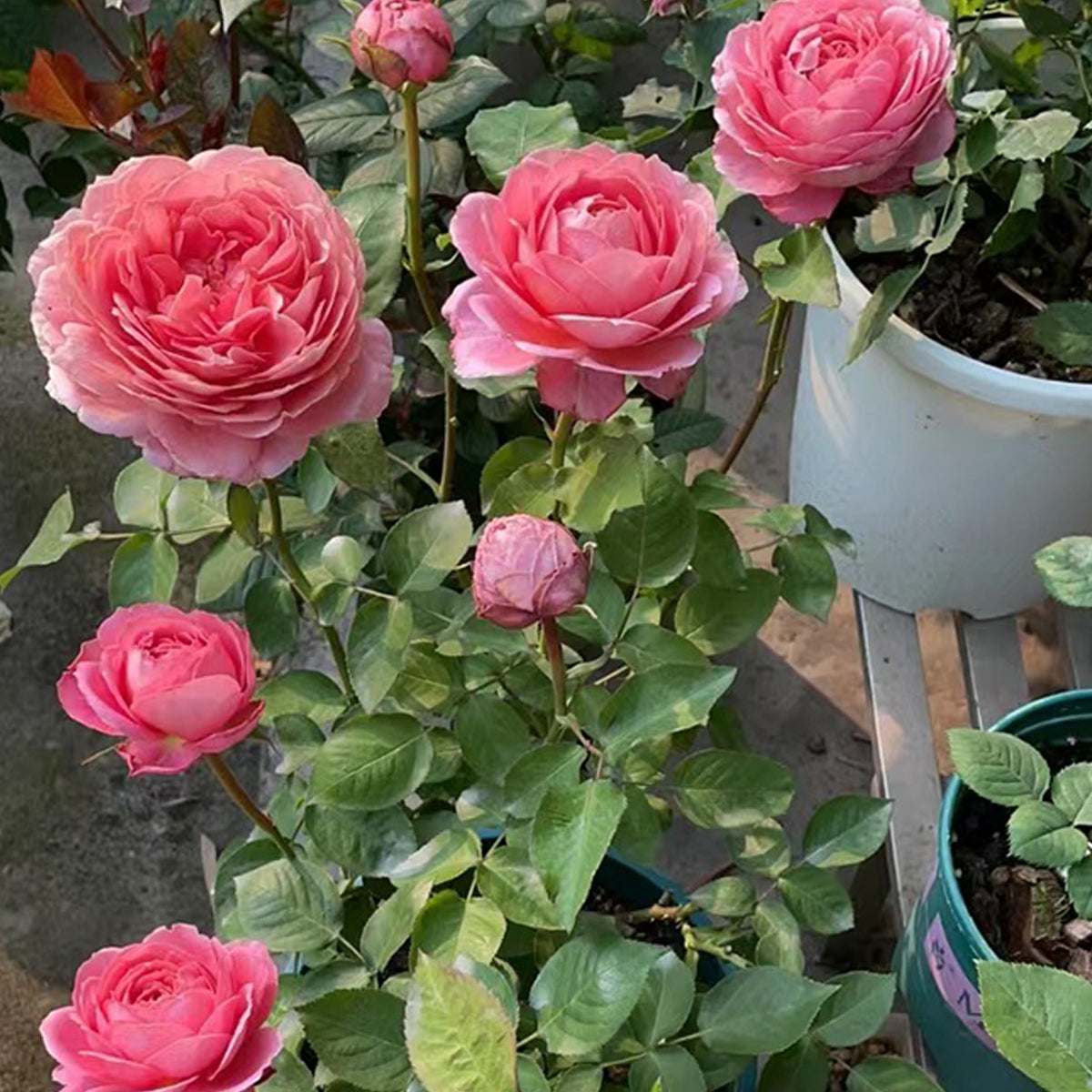 Romantic Antike German Florist Shrub Rose