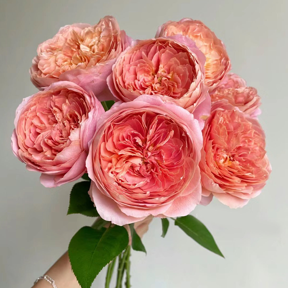 Romantic Antike German Florist Shrub Rose
