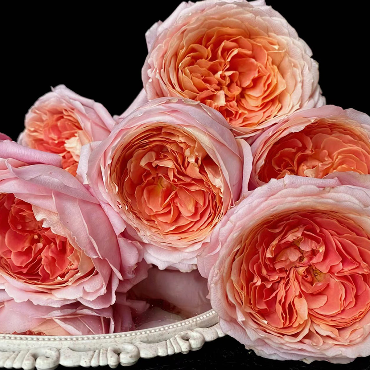 Romantic Antike German Florist Shrub Rose