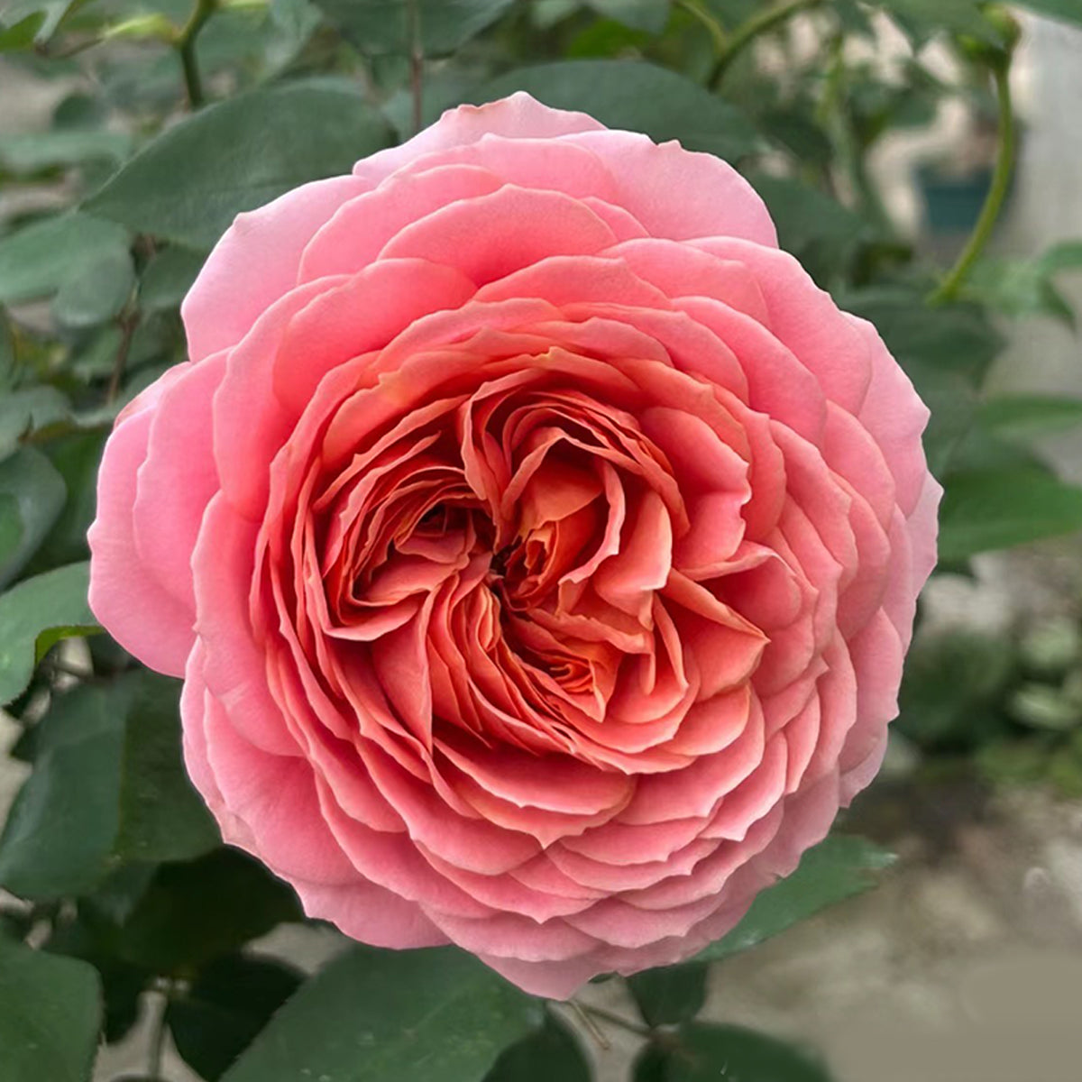 Romantic Antike German Florist Shrub Rose
