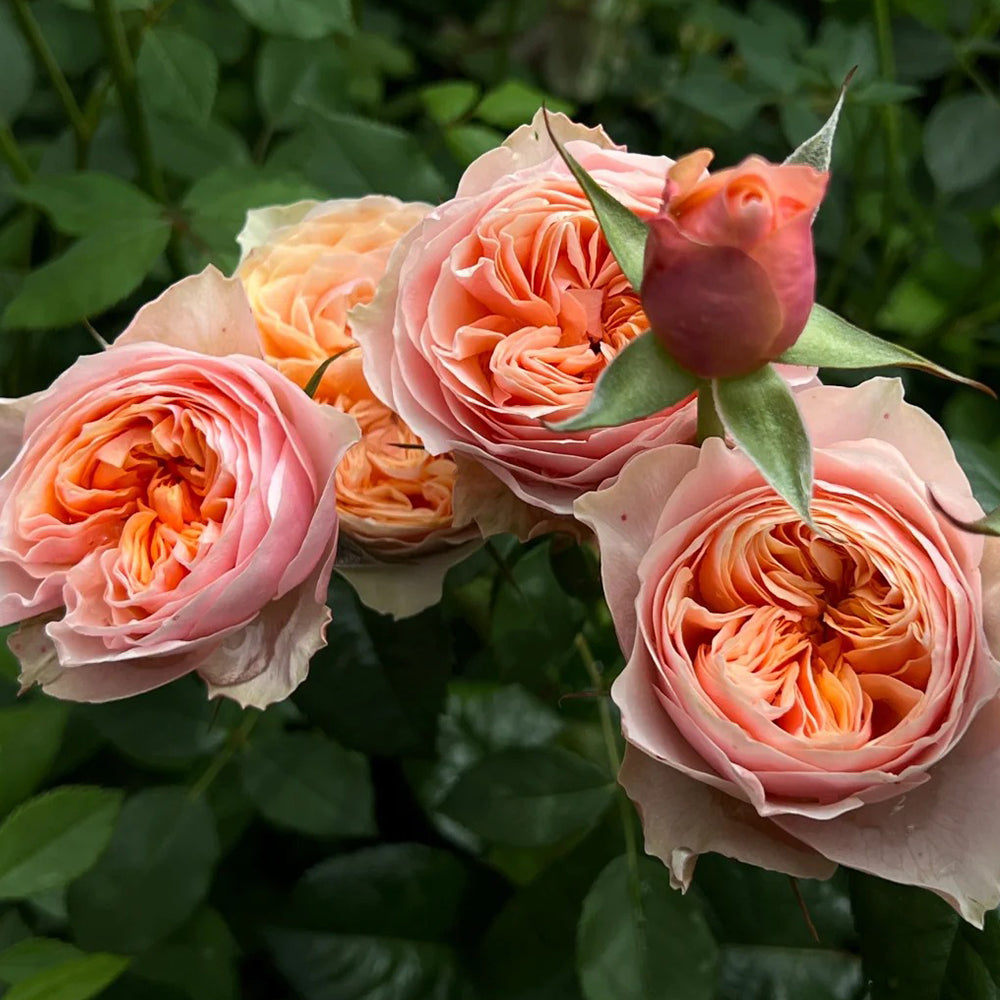 Romantic Vuvuzela Dutch Florist Shrub Rose