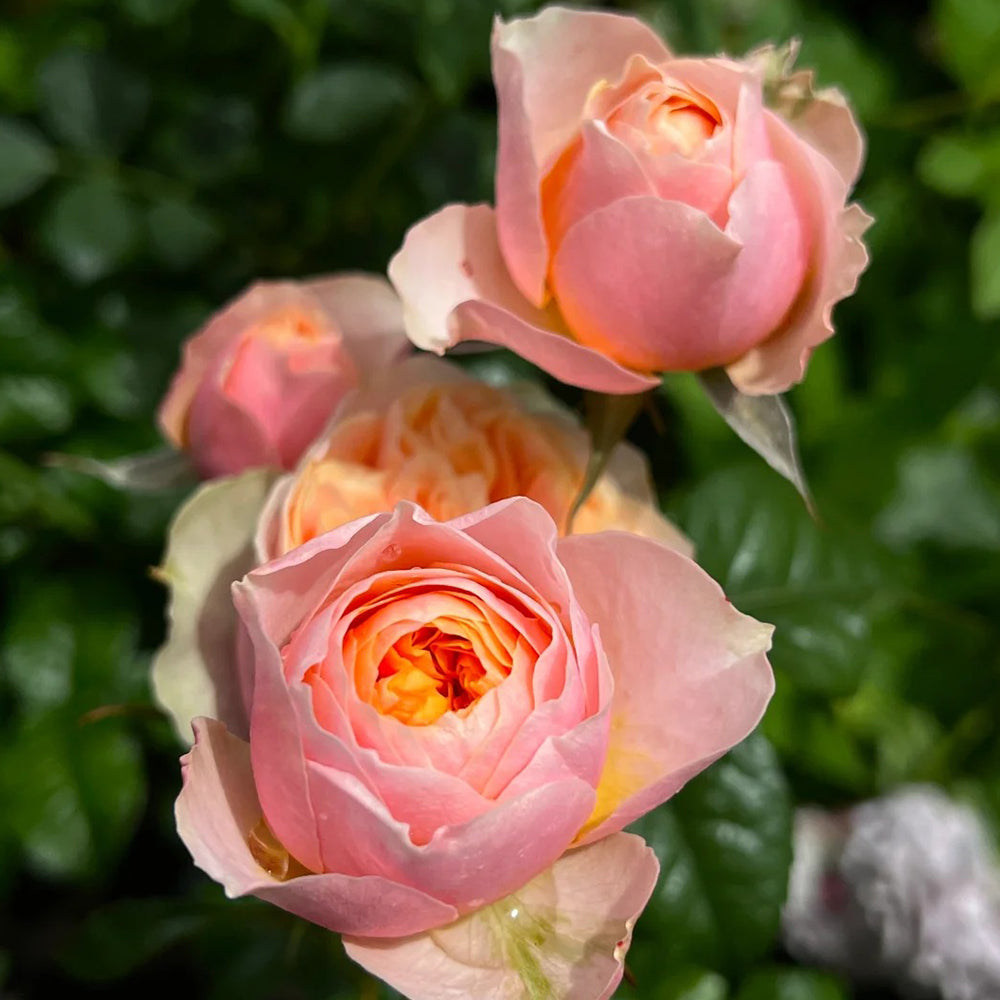 Romantic Vuvuzela Dutch Florist Shrub Rose