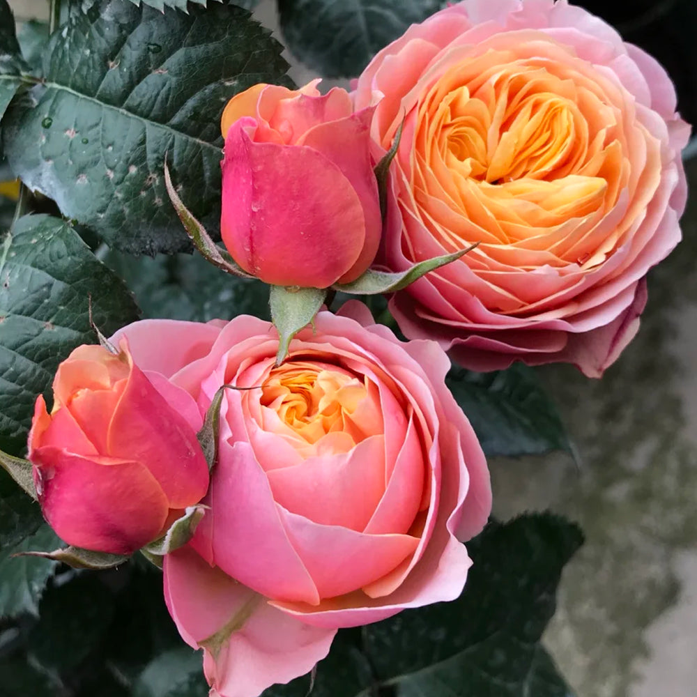 Romantic Vuvuzela Dutch Florist Shrub Rose