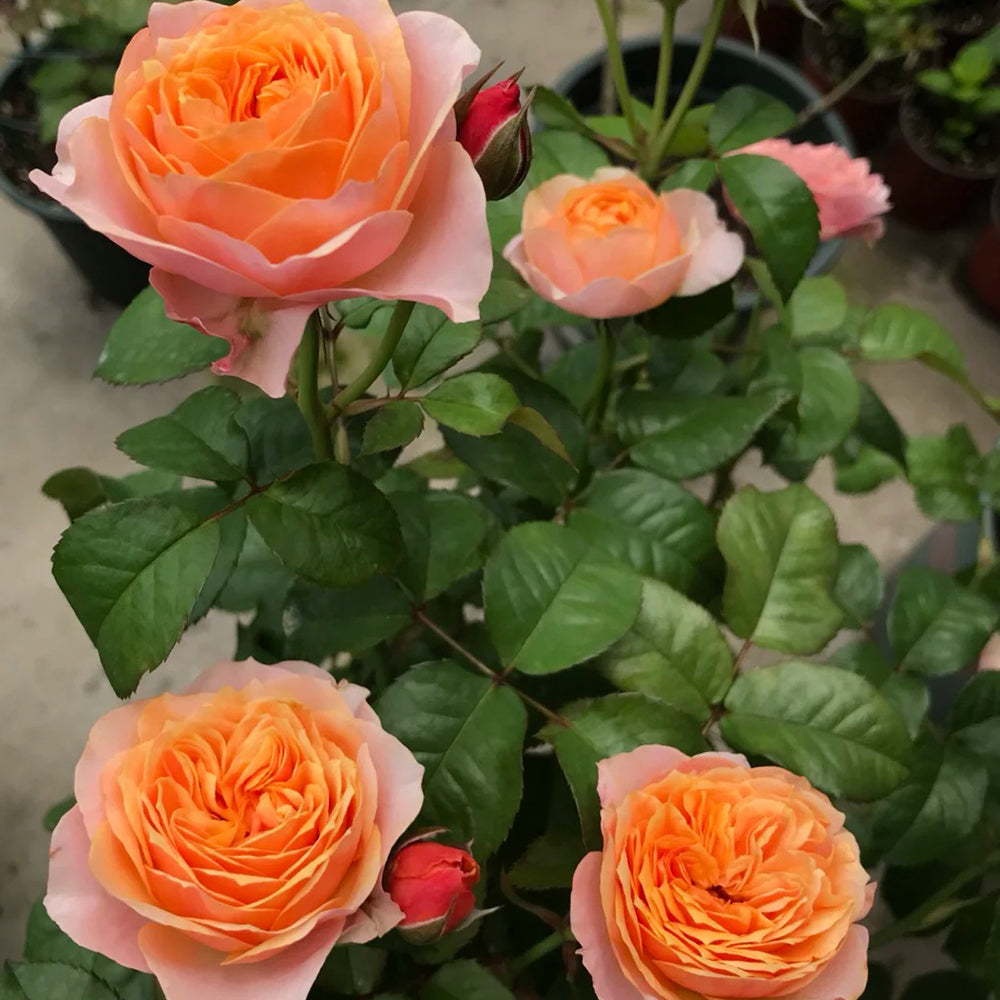 Romantic Vuvuzela Dutch Florist Shrub Rose