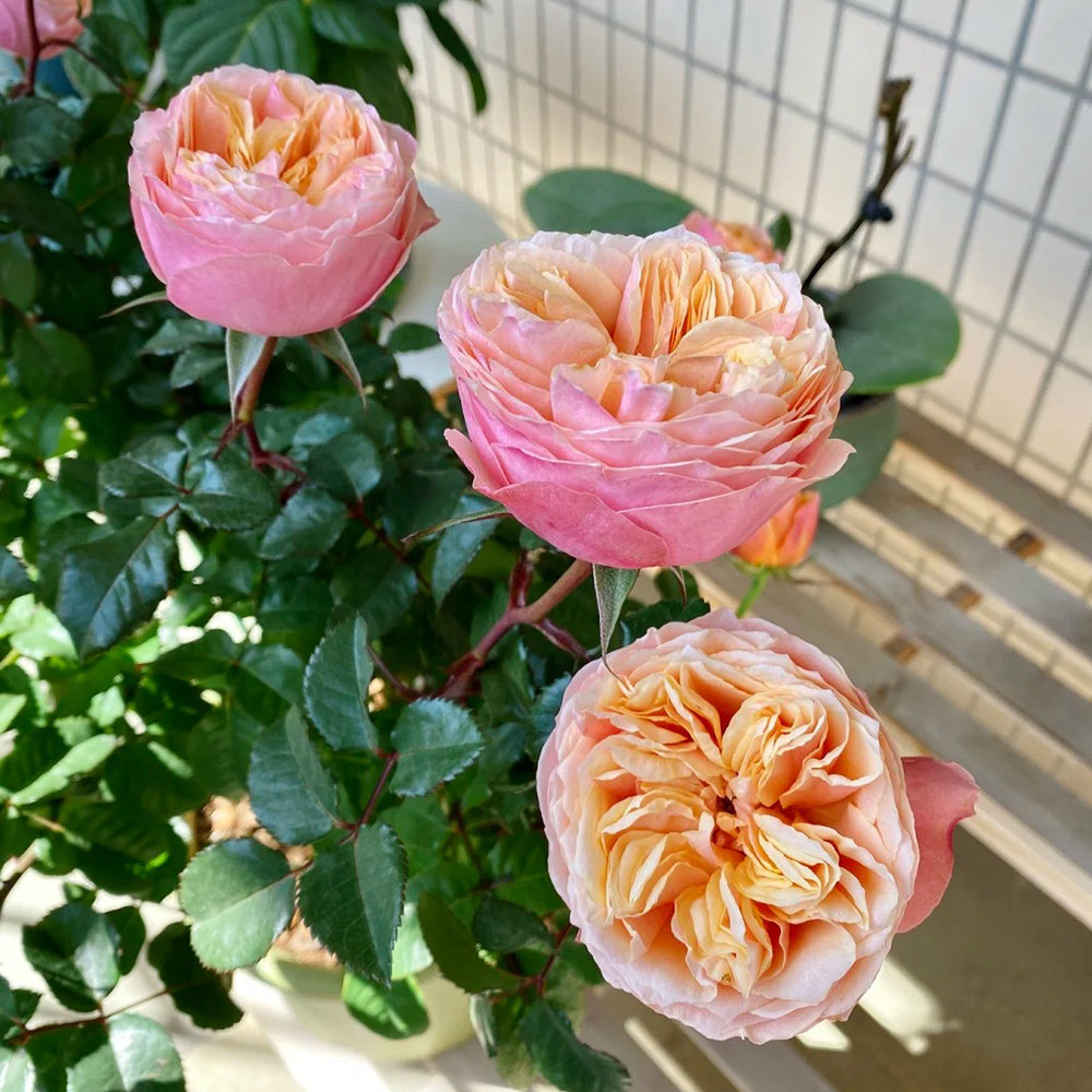 Romantic Vuvuzela Dutch Florist Shrub Rose