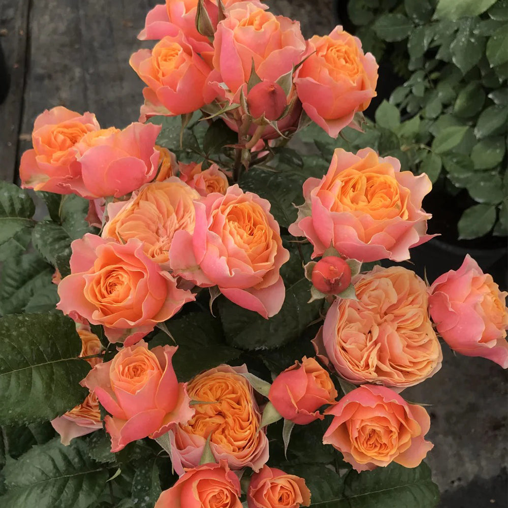 Romantic Vuvuzela Dutch Florist Shrub Rose