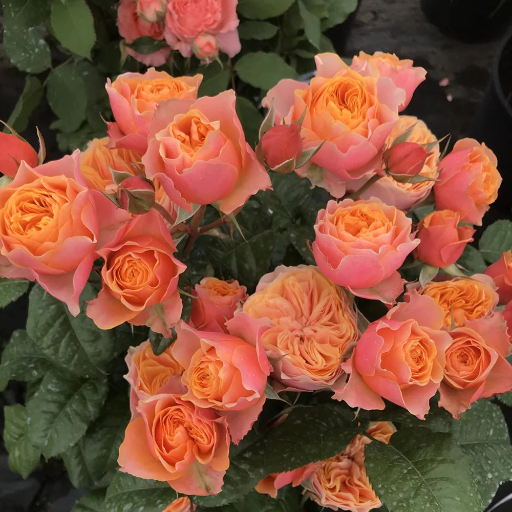 Romantic Vuvuzela Dutch Florist Shrub Rose