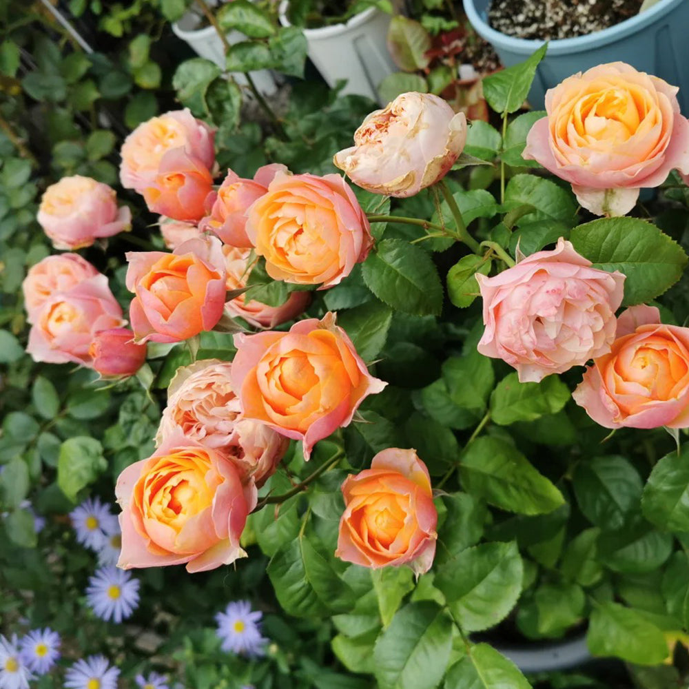 Romantic Vuvuzela Dutch Florist Shrub Rose