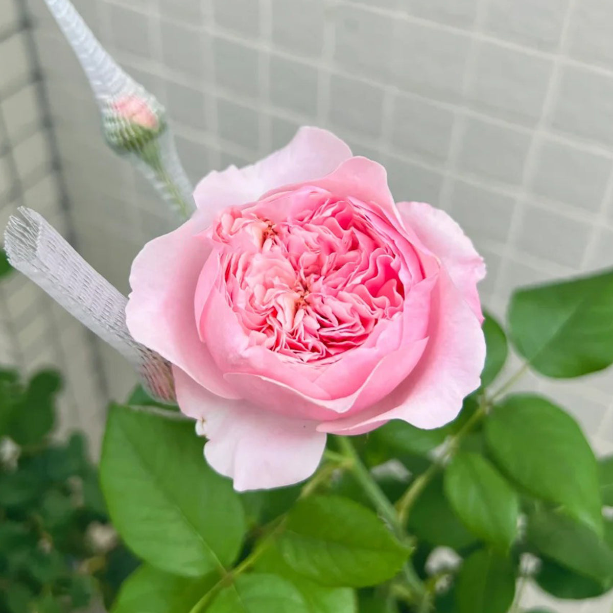 Romeo Chinese Florist Shrub Rose
