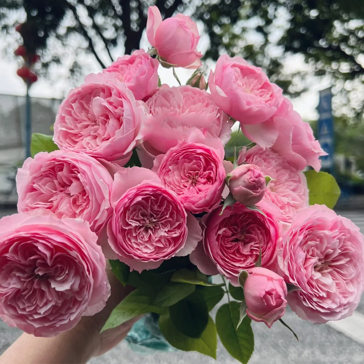 Romeo Chinese Florist Shrub Rose