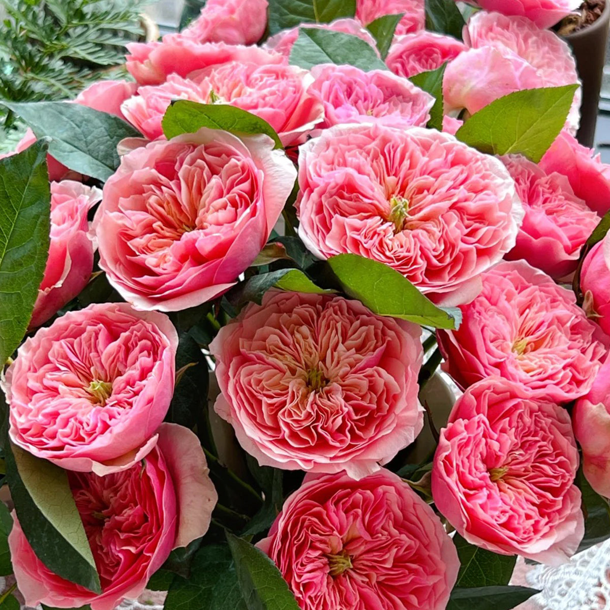 Romeo Chinese Florist Shrub Rose