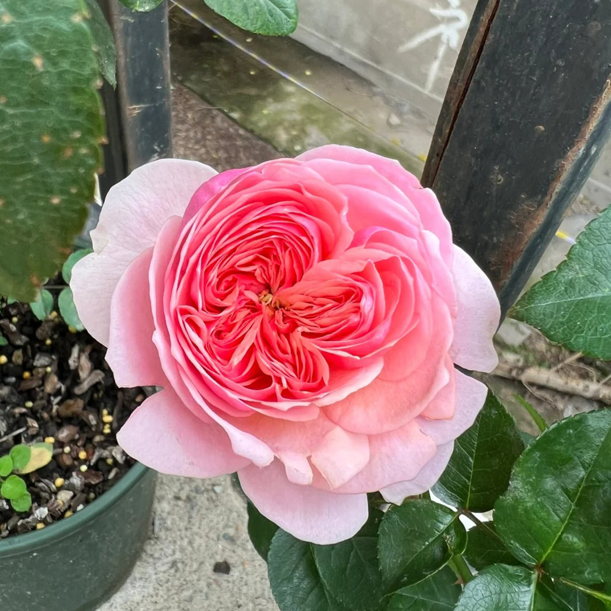 Romeo Chinese Florist Shrub Rose