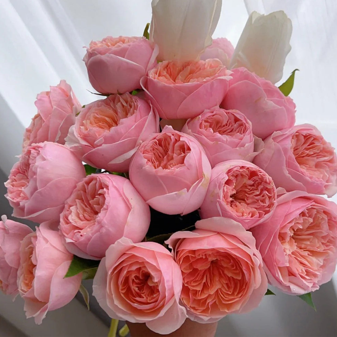 Romeo Chinese Florist Shrub Rose