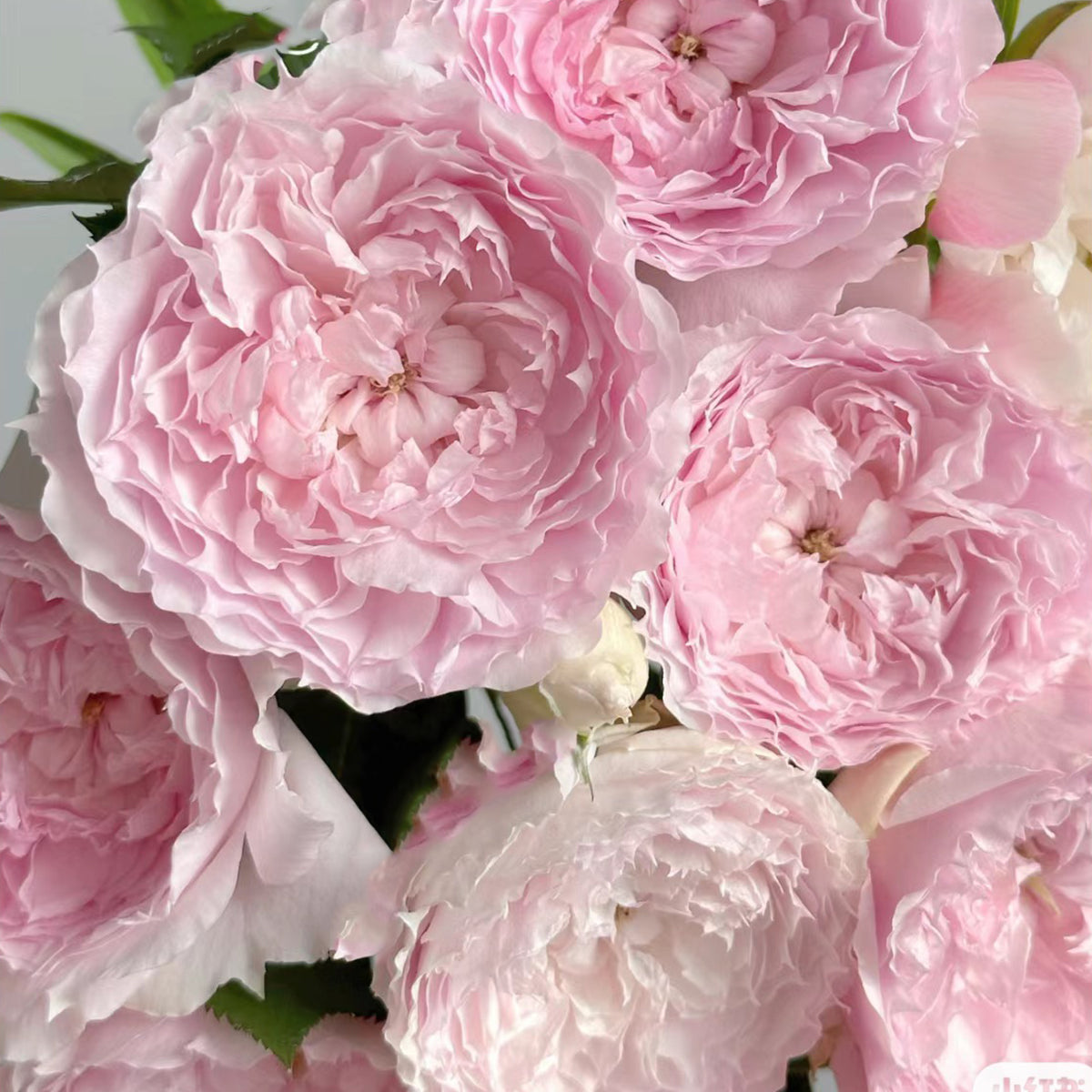 Rongrong Yue Chinese Garden Shrub Rose