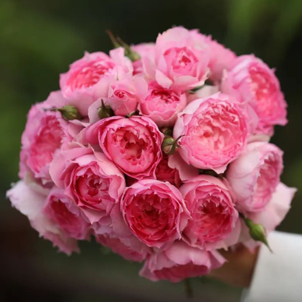 Rongrong Yue Chinese Garden Shrub Rose