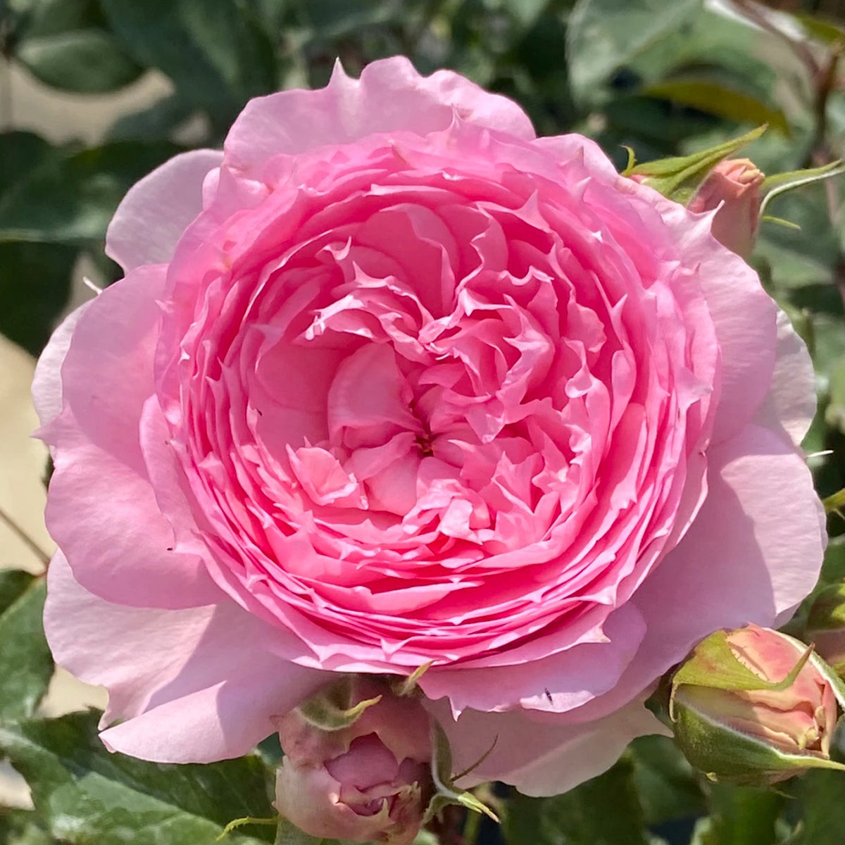 Rongrong Yue Chinese Garden Shrub Rose