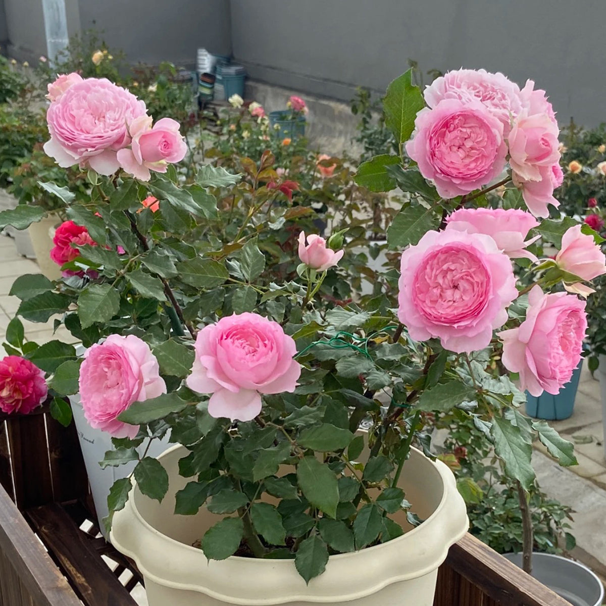 Rongrong Yue Chinese Garden Shrub Rose