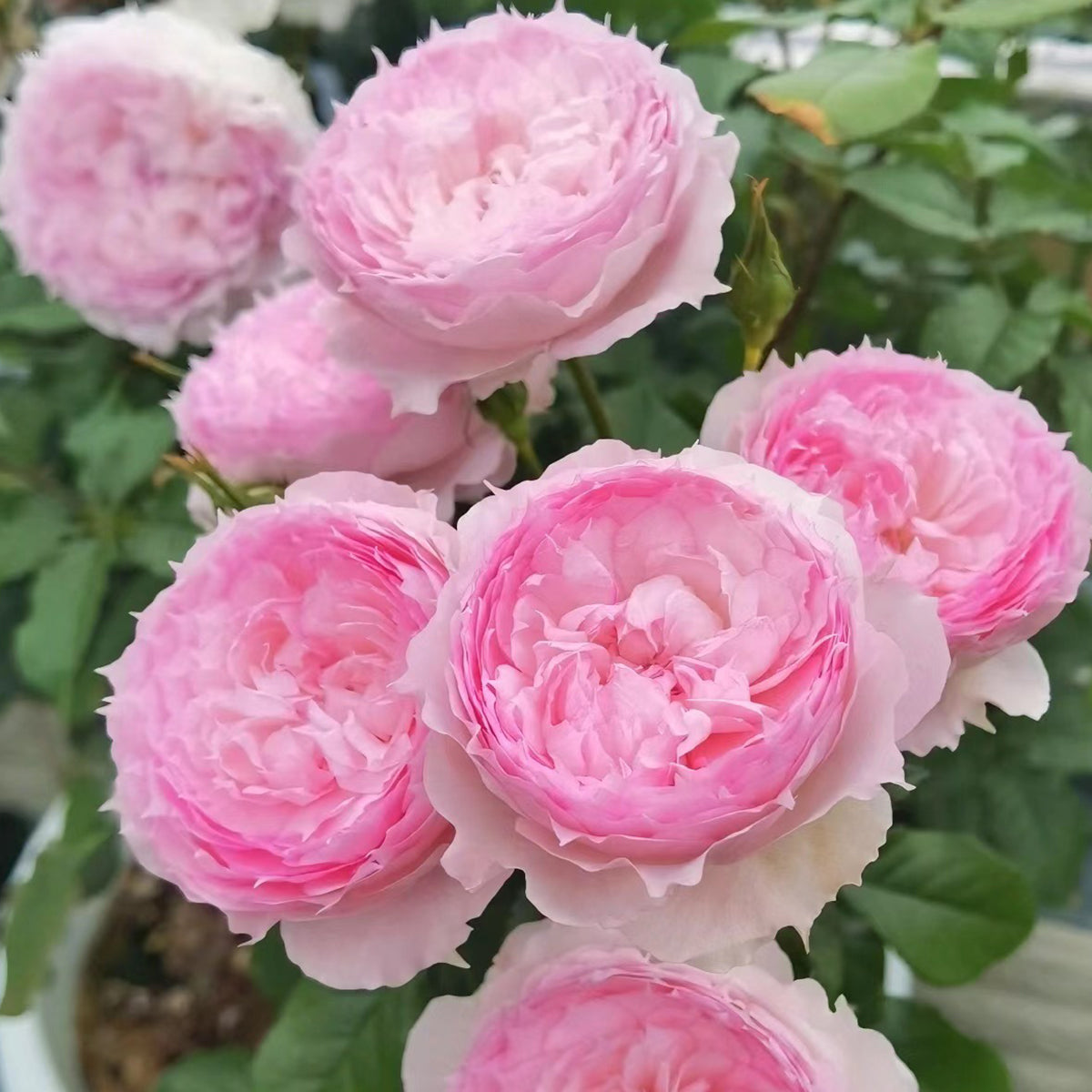Rongrong Yue Chinese Garden Shrub Rose