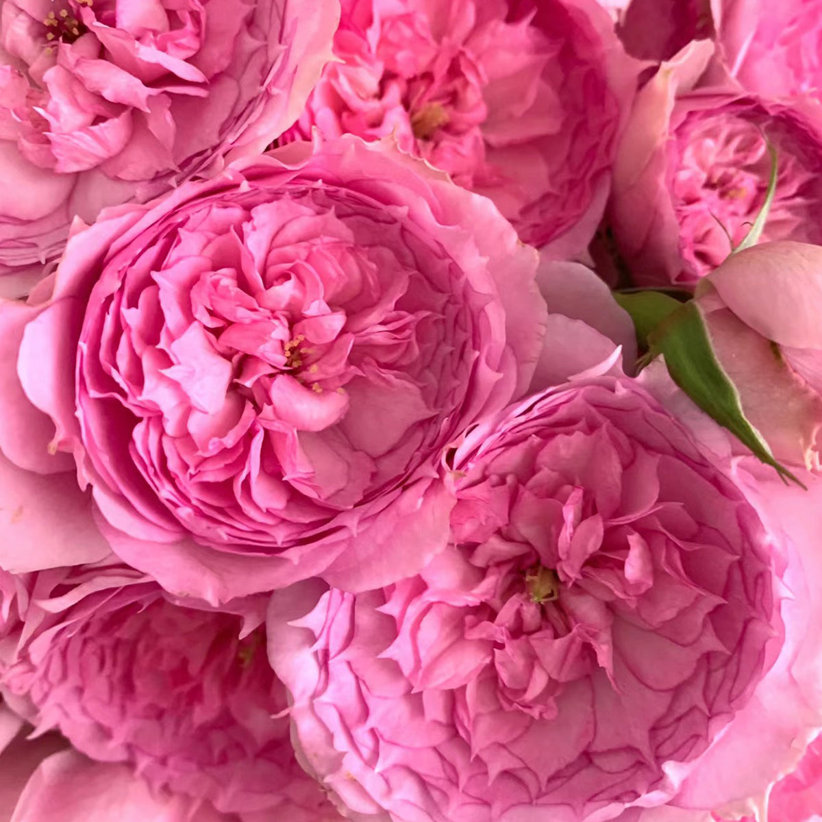 Rongrong Yue Chinese Garden Shrub Rose