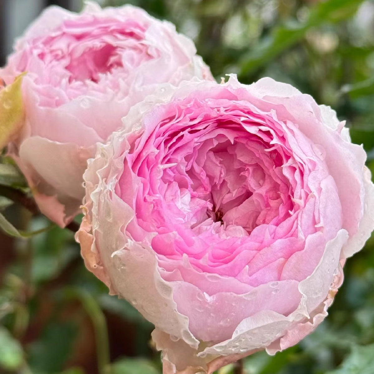 Rongrong Yue Chinese Garden Shrub Rose