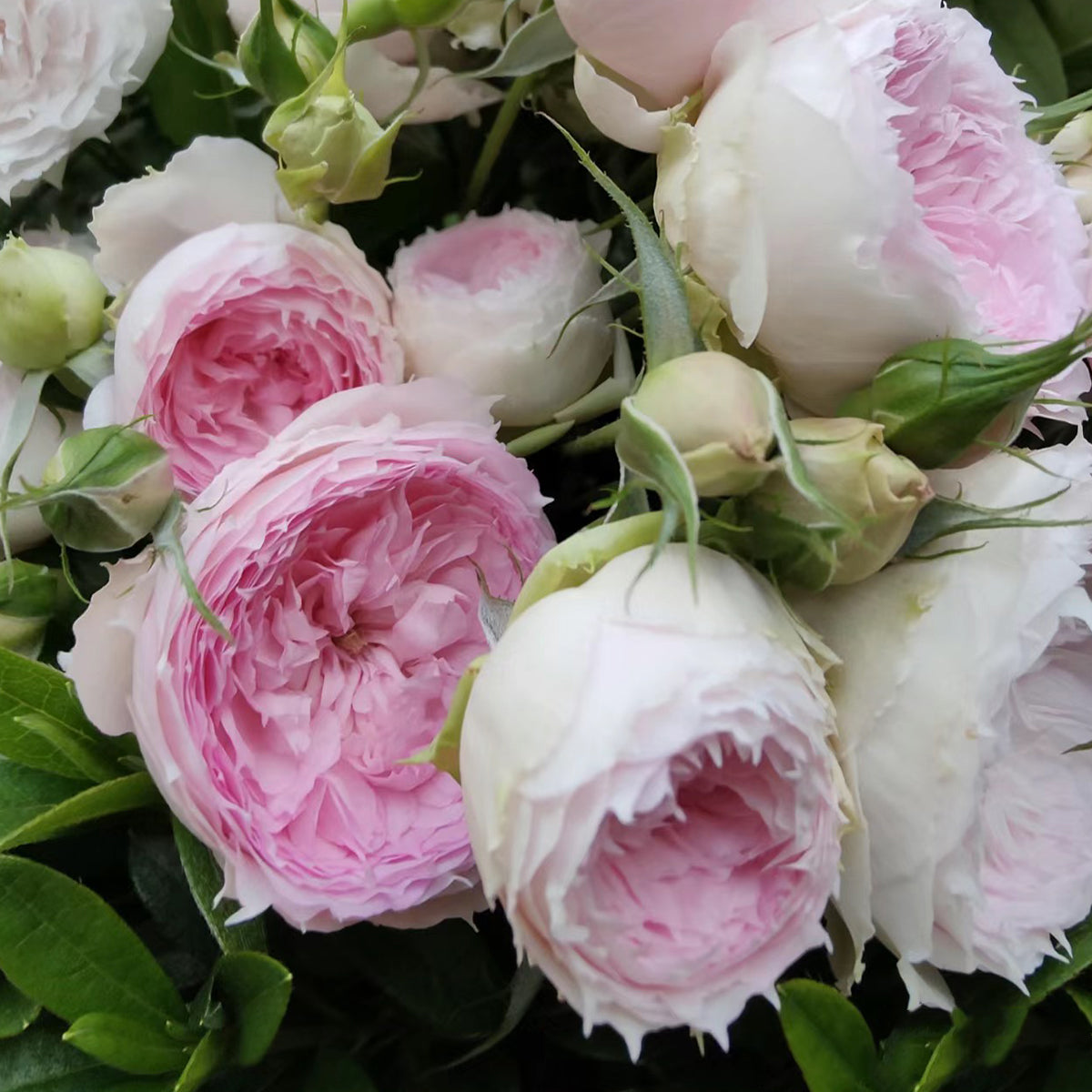 Rongrong Yue Chinese Garden Shrub Rose