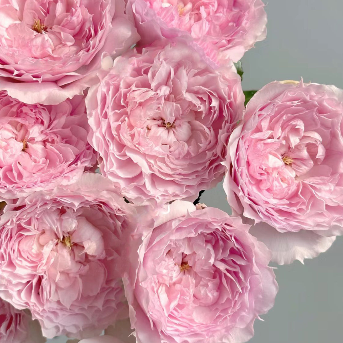 Rongrong Yue Chinese Garden Shrub Rose