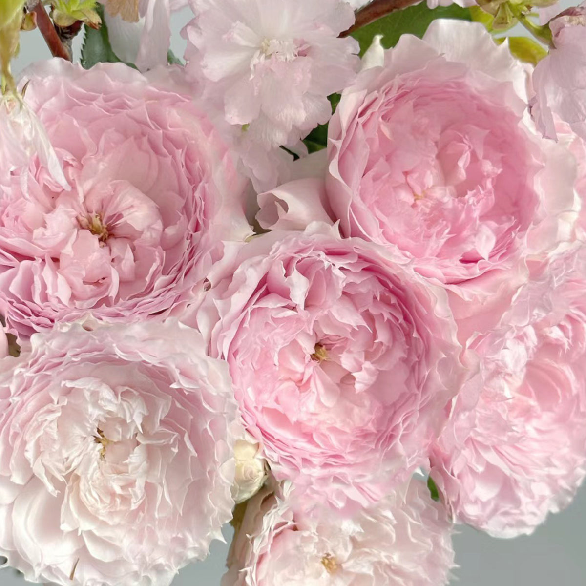 Rongrong Yue Chinese Garden Shrub Rose