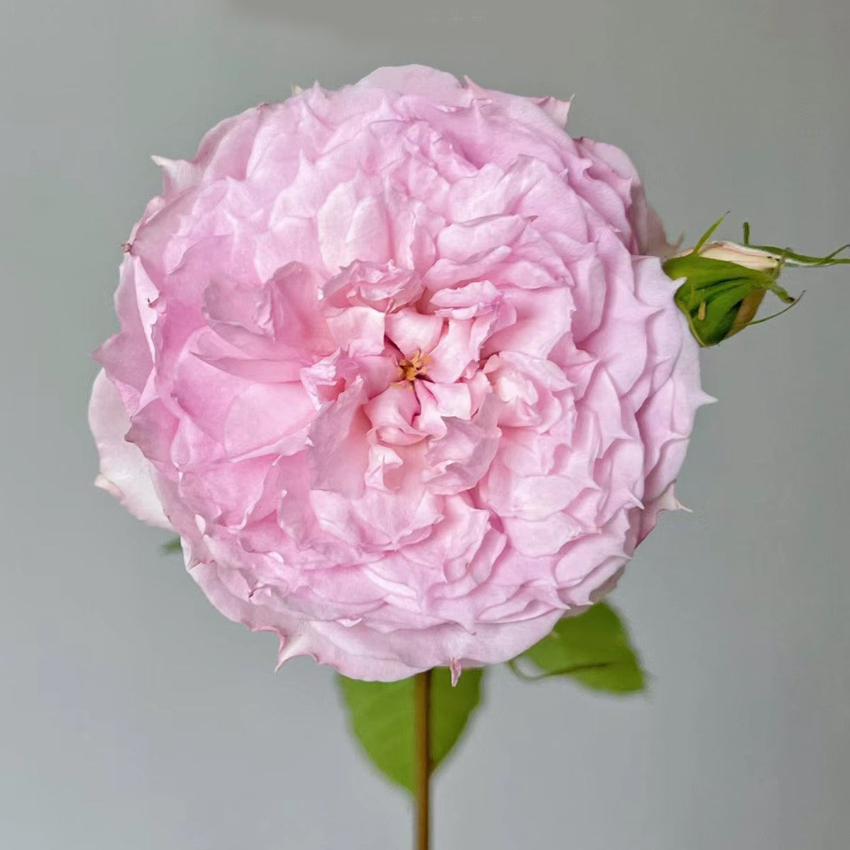 Rongrong Yue Chinese Garden Shrub Rose