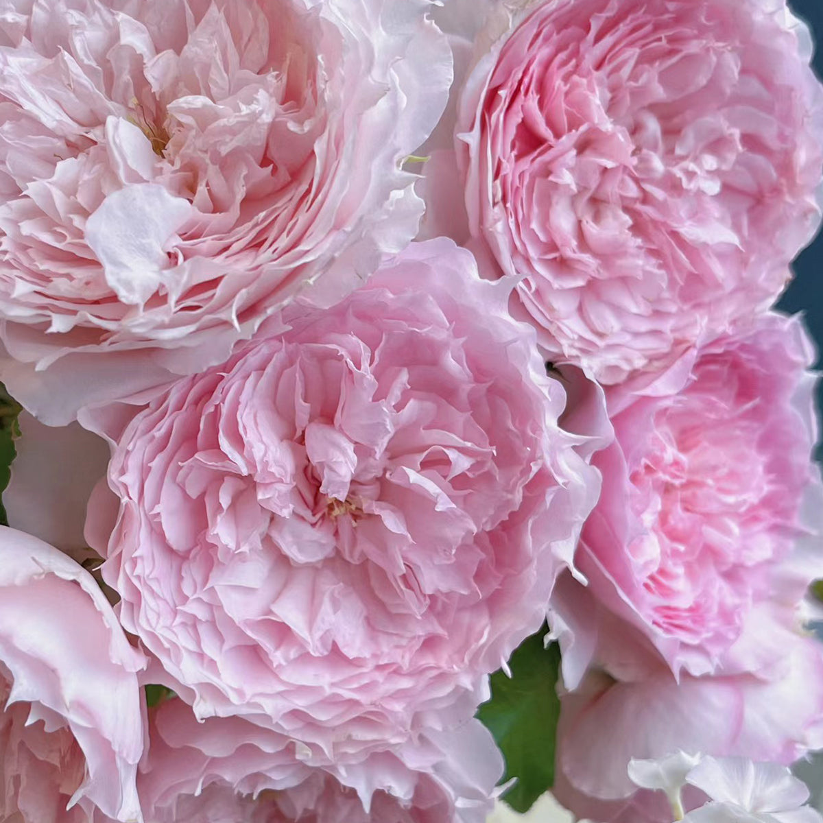 Rongrong Yue Chinese Garden Shrub Rose