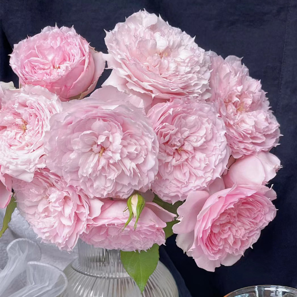 Rongrong Yue Chinese Garden Shrub Rose