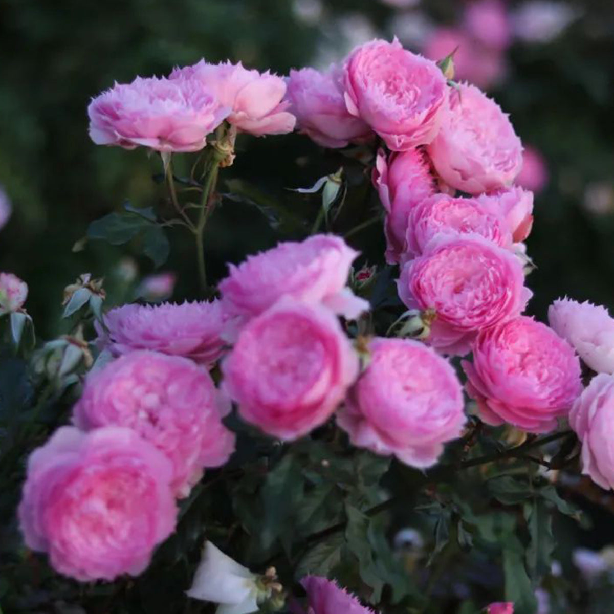 Rongrong Yue Chinese Garden Shrub Rose