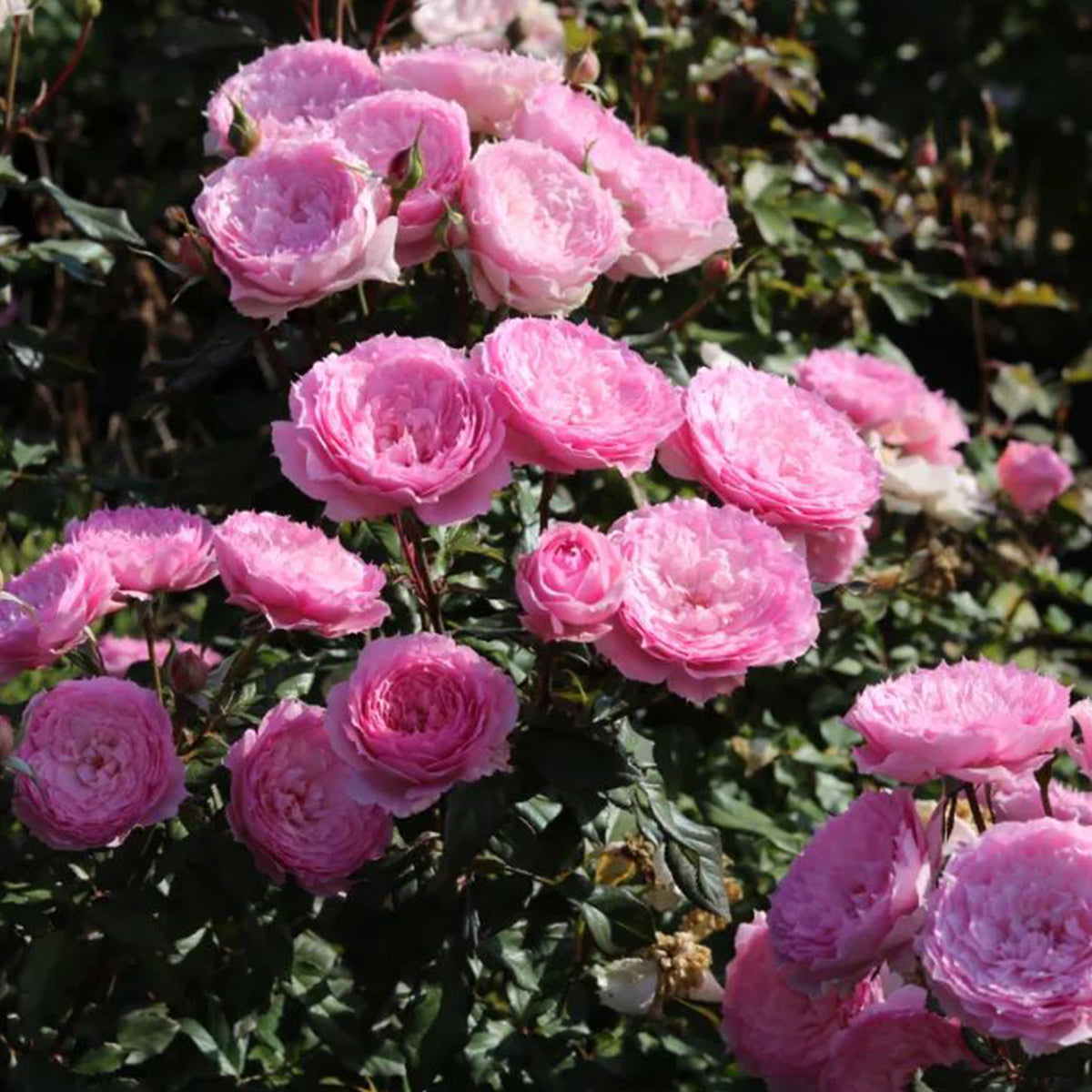 Rongrong Yue Chinese Garden Shrub Rose