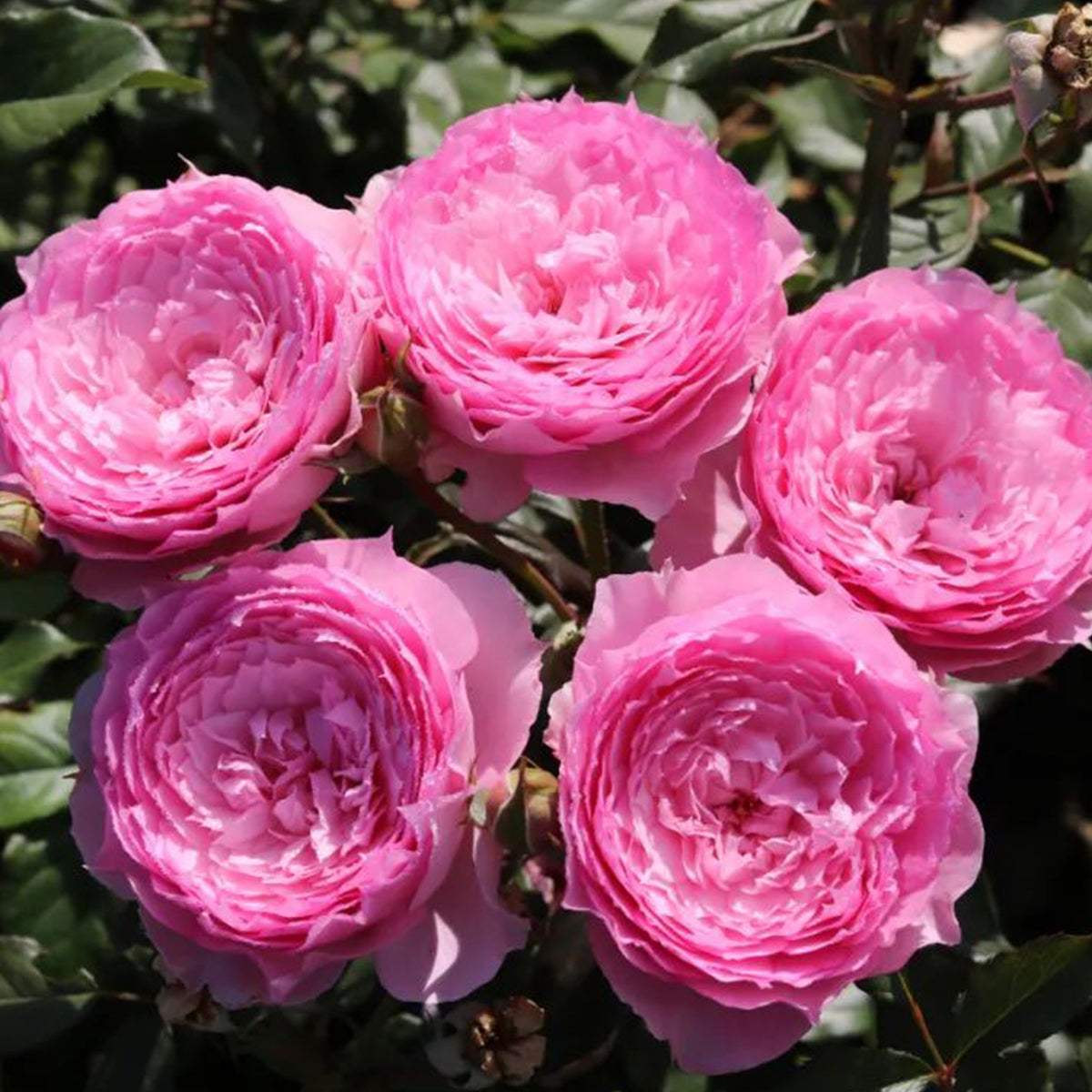 Rongrong Yue Chinese Garden Shrub Rose