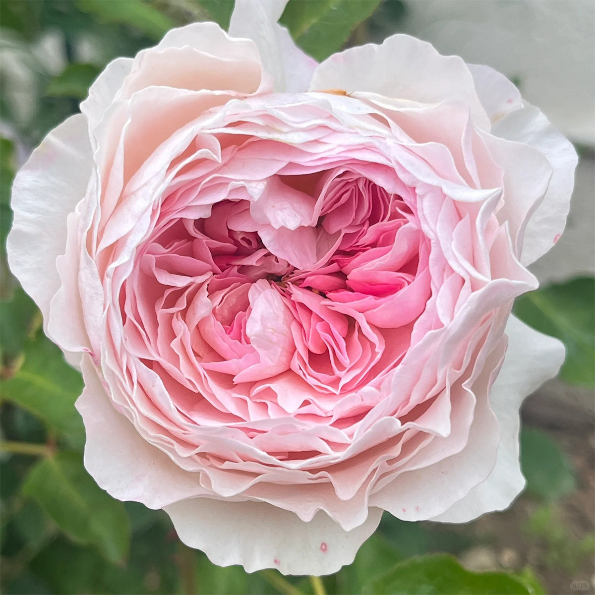 AUStew English Wedding Shrub Rose